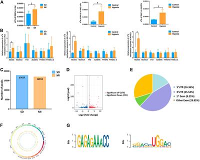 Validated Impacts of N6-Methyladenosine Methylated mRNAs on Apoptosis and Angiogenesis in Myocardial Infarction Based on MeRIP-Seq Analysis